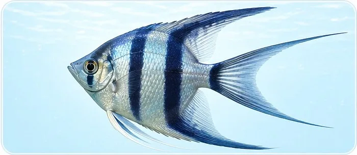 Lyre tail