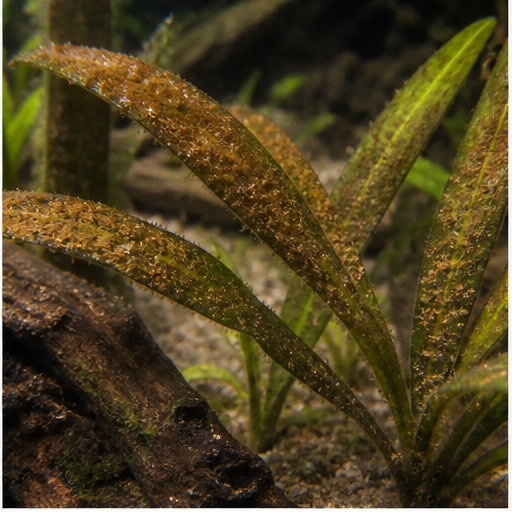 Brown algae déposées sur des feuilles d'aquarium