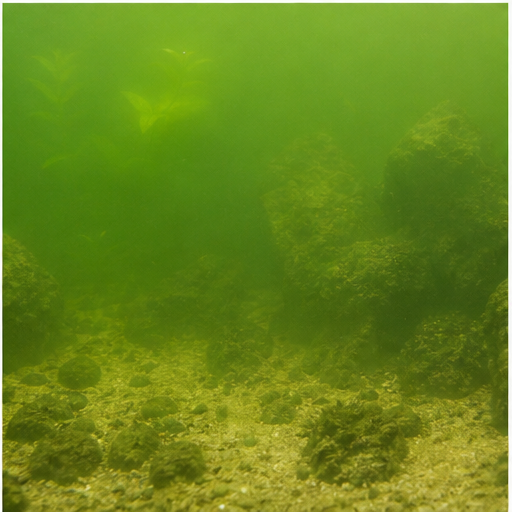 Green water trouble dans un aquarium