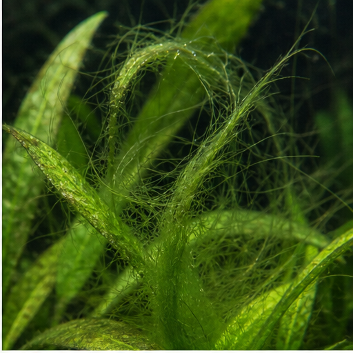 Filamentous algae vertes accrochées au décor