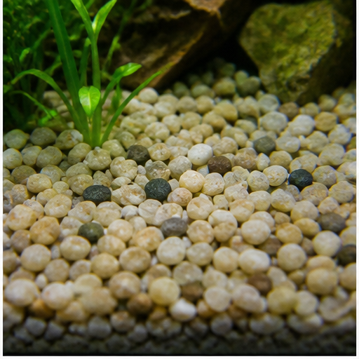 Aquarium substrate arrondi dans un aquarium