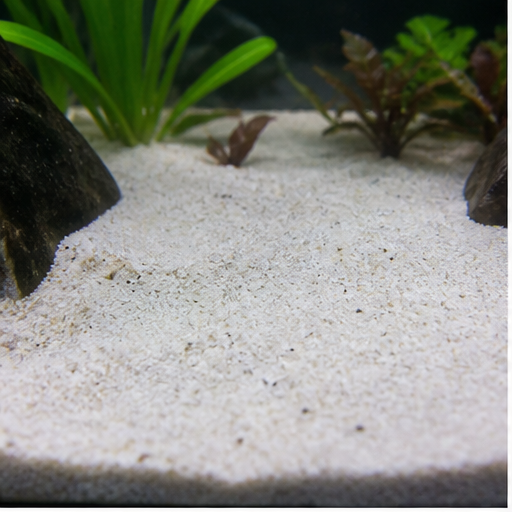 Aquarium substrate clair dans un aquarium