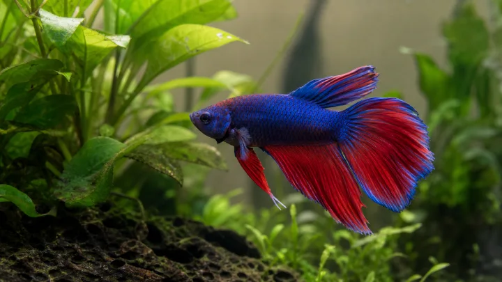 Fish compatible with a Betta: caution before mixing
