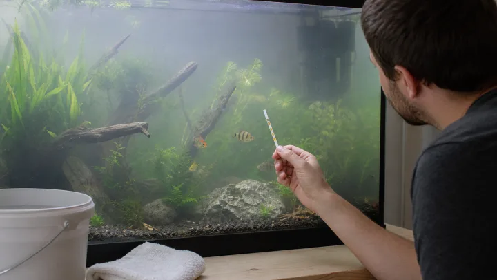 Cloudy aquarium water: likely causes and useful actions