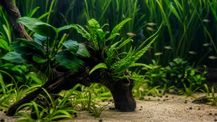 Easy aquarium plants: choosing robust species