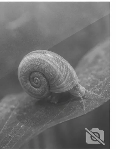 Planorbarius
