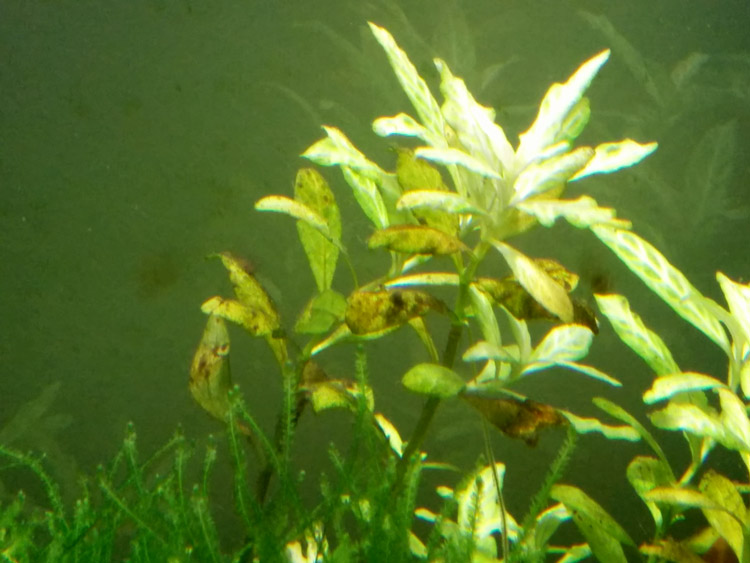 Manganese deficiency - Yellow leaves, but the ribs remain green.