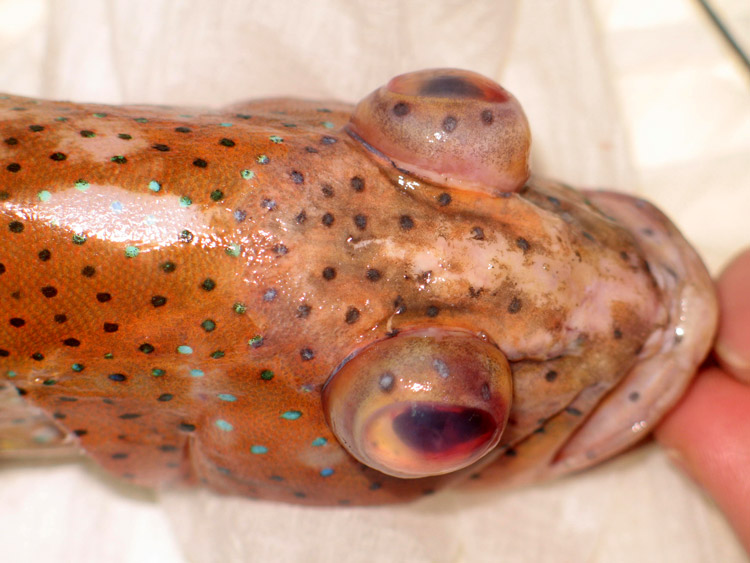 Exophthalmia - Exorbited eyes.