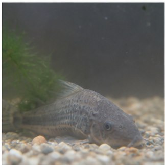 Slow intoxication due to the degradation of water quality