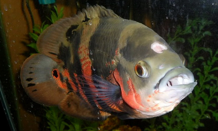 Holes - Inappetence, color changes, whitish mucus excrement; holes on the head.