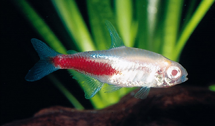 Neon disease - Circular discoloration from the middle of the body.