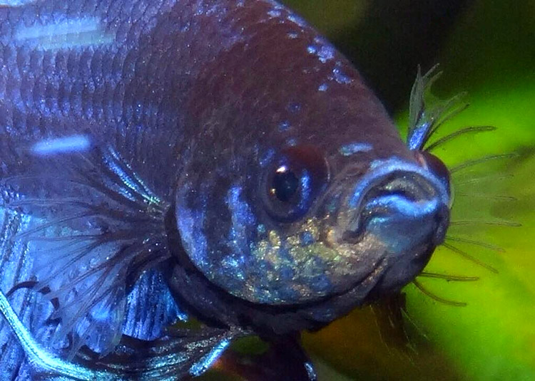Velvet disease - Suddenly appearance of small grainy and yellowish points clearly visible from the front.