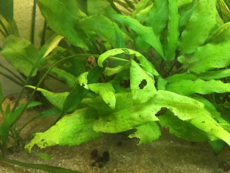 Disease or rot of cryptocorynes - Small holes in the limb or around the leaves (as if they had been nibbled by snails or fish); Then the plant, or the whole group, decomposes.