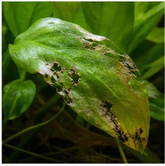 Leaves attacked by chemicals