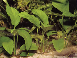 Anubias barteri var. barteri
