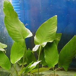 Anubias gracilis
