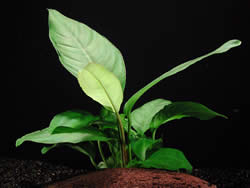 Anubias heterophylla