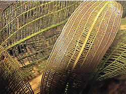 Aponogeton madagascariensis