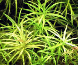 Blyxa japonica