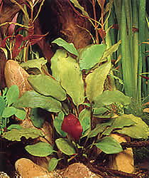 Cryptocoryne cordata