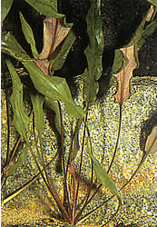 Cryptocoryne wendtii