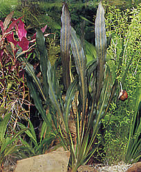 Echinodorus horemanni