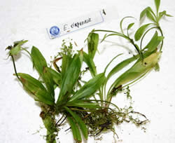 Echinodorus quadricostatus xinguensis