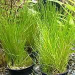 Eleocharis acicularis