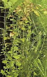 Ludwigia repens