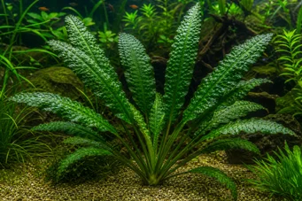 Aponogeton boivinianus