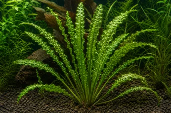 Aponogeton crispus