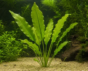 Aponogeton elongatus forma latifolius