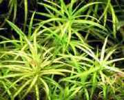 Blyxa japonica