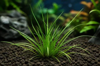 Blyxa novoguineensis