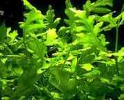 Ceratopteris cornuta