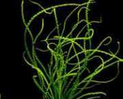 Crinum calamistratum