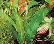 Cryptocoryne affinis