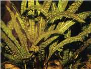 Cryptocoryne aponogetifolia