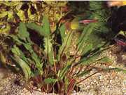 Cryptocoryne beckettii
