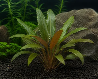 Cryptocoryne beckettii