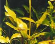 Cryptocoryne siamensis