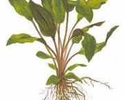 Cryptocoryne walkeri var. lutea