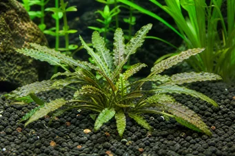 Cryptocoryne x willisii