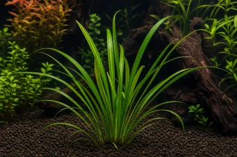 Echinodorus angustifolius
