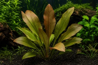 Echinodorus barthii