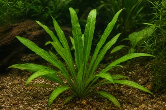 Echinodorus uruguayensis