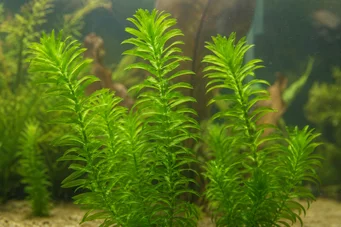 Egeria densa