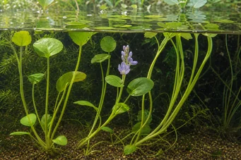 Eichhornia azurea