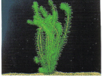 Elodea densa 