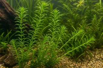 Elodea naias
